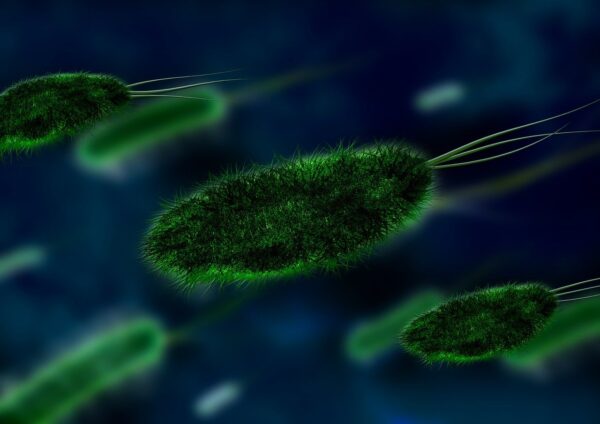 Legionella bacterie