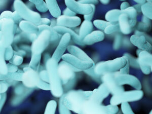 microscopische afbeelding van een bacterie