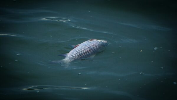 Een dode vis drijft in het water.