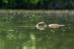 Een bever zwemt in het water.