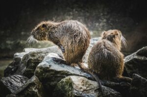 Twee bevers op een stapel rotsen.